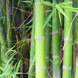 대나무(bamboo) cpl 캔들 디퓨저용 프래그런스오일 20ml, 50ml, 100ml